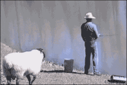 tumblr_muhagwIrjP1qewacoo5_r1_250.gif