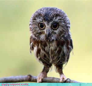owlet.jpg