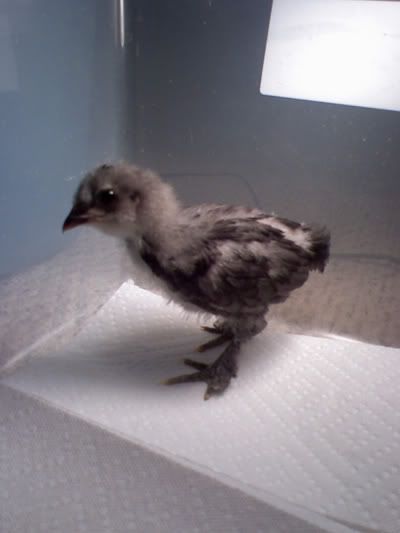bluefeathers1.jpg