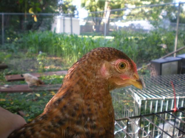 DSCN0648.jpg