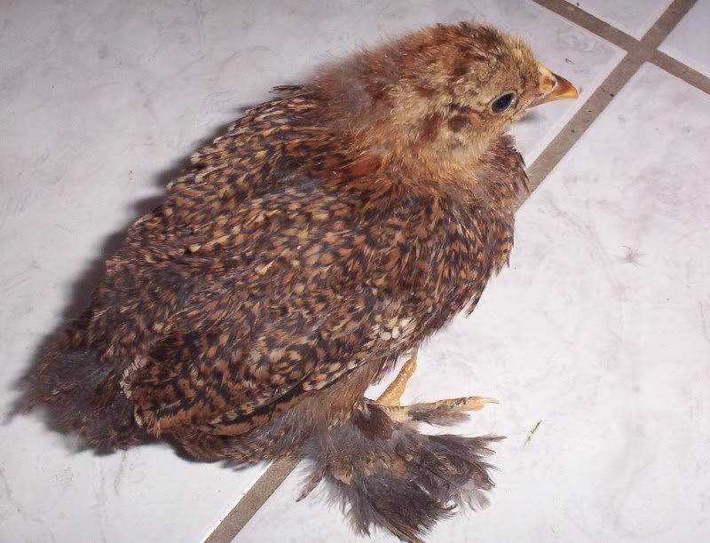 chickens011.jpg