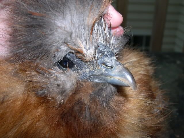 DSCN1676.jpg