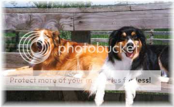 breed1.jpg