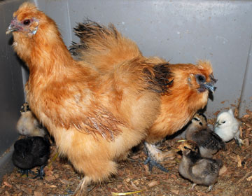 silkie-babies.jpg