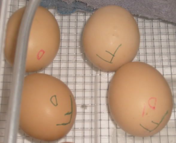 pipandhatchFeggs003.jpg