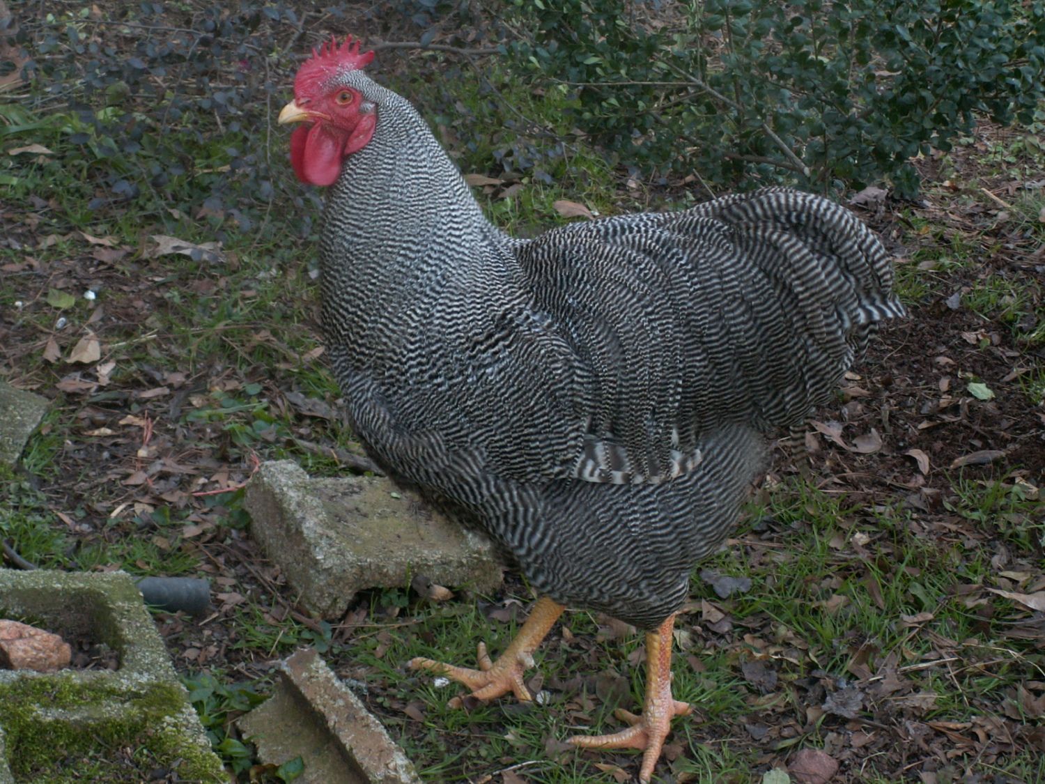 900x900px-LL-f0ecc1c0_chickens004.jpeg