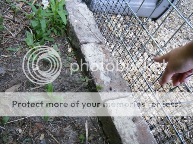 birds011.jpg