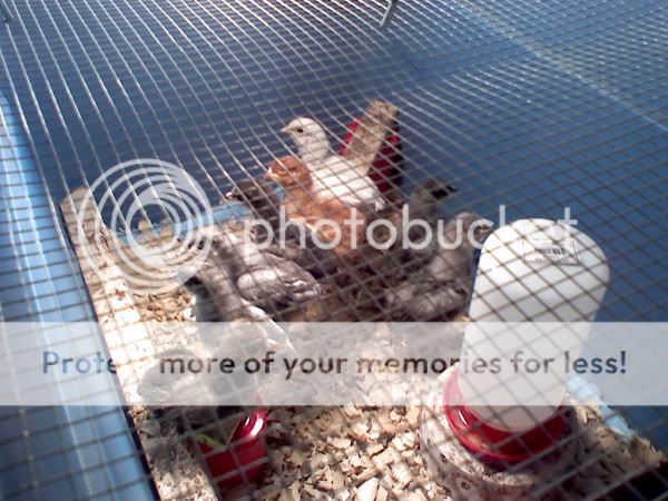 roostbabies.jpg