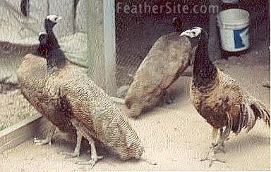 Pea-Guineas.JPEG