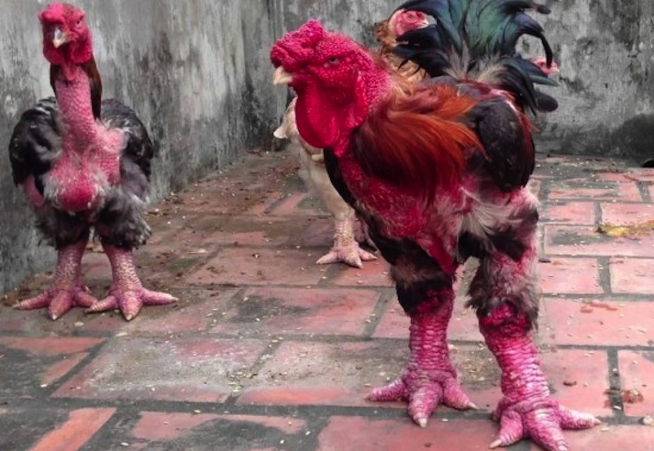 Mutant-Chickens-Featured--940x649.jpg