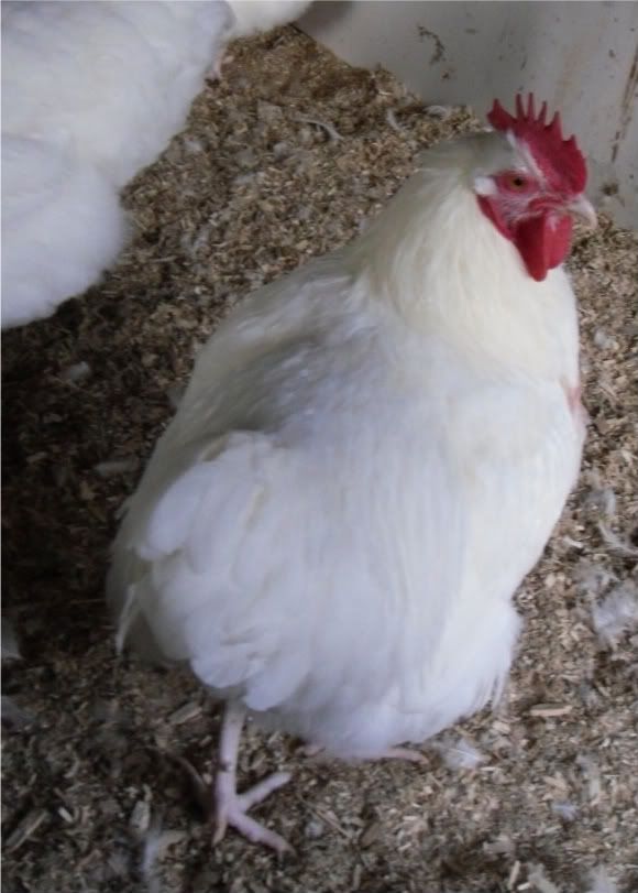 WhiteOrps002-2.jpg
