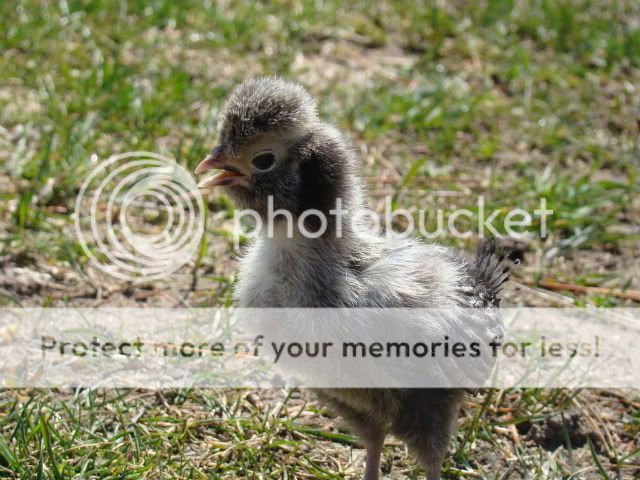 chickens112.jpg