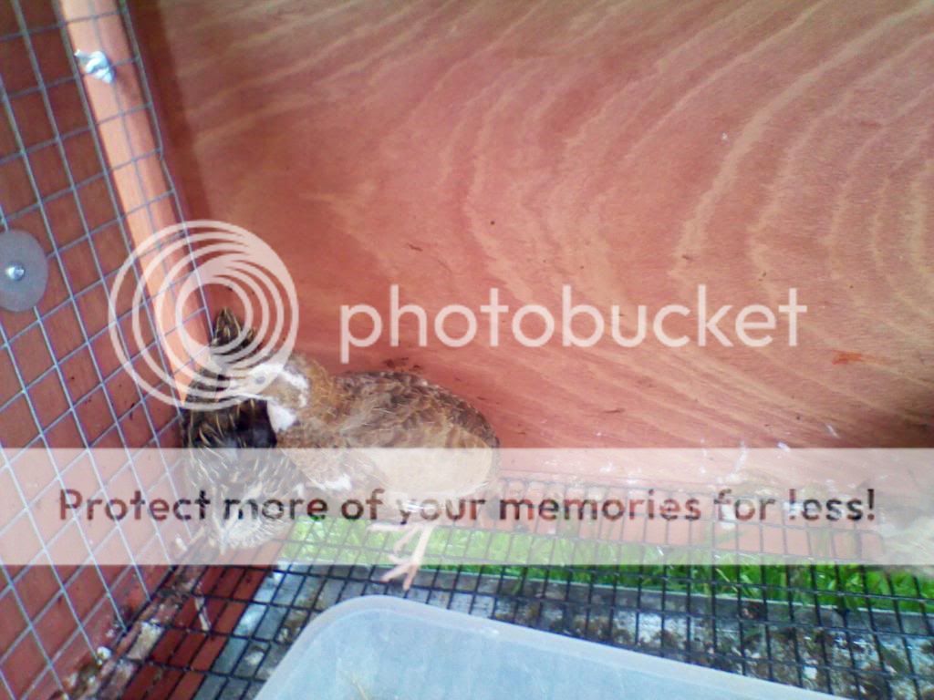 2011-05-14112312.jpg