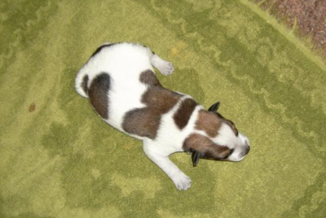 pup4.jpg