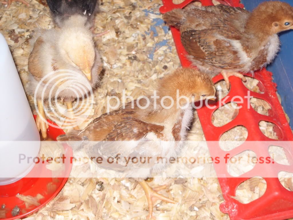 chickens045.jpg