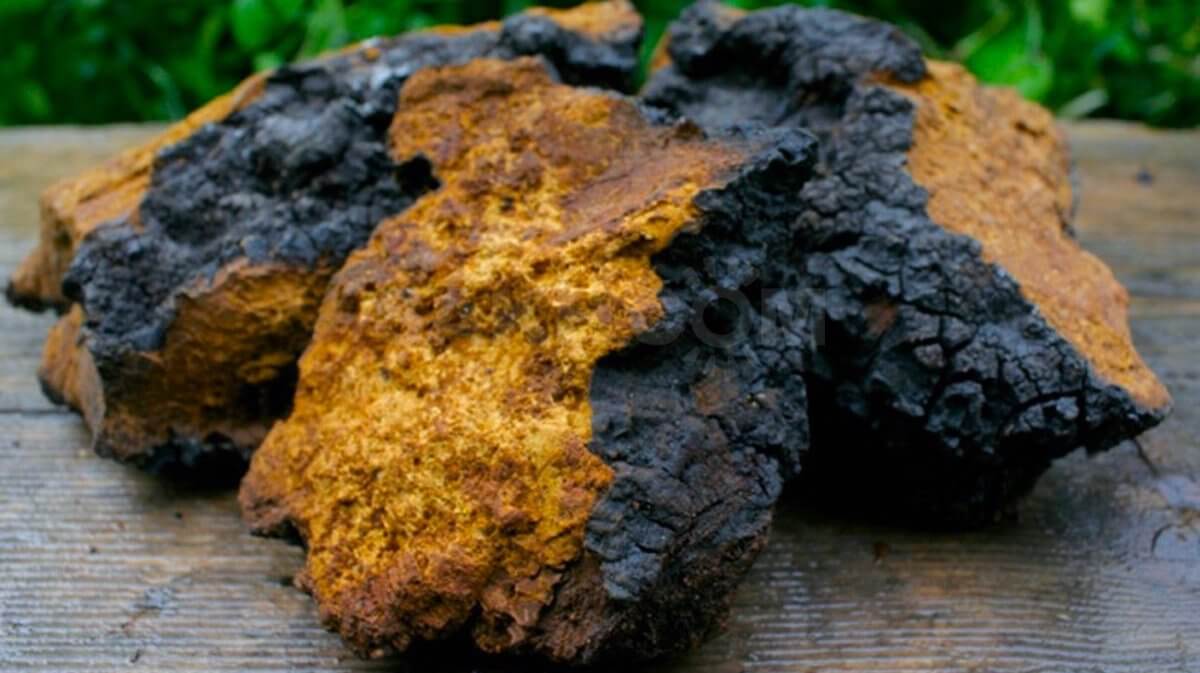 Chaga Mushroom Health Benefits: 7 Reasons You Need This ...