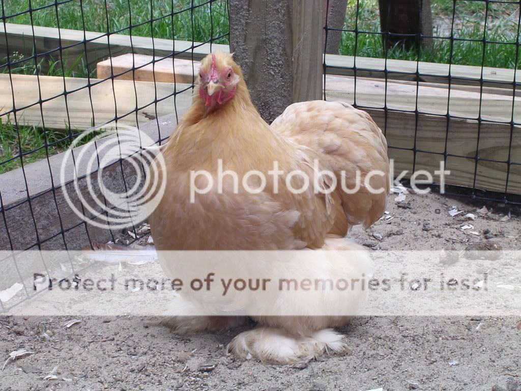 cochins050.jpg