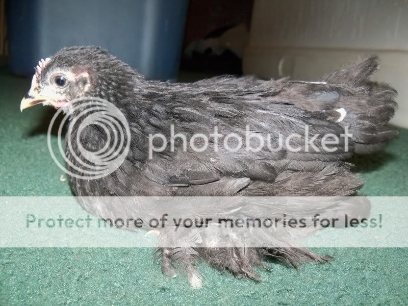 5weekchick056.jpg