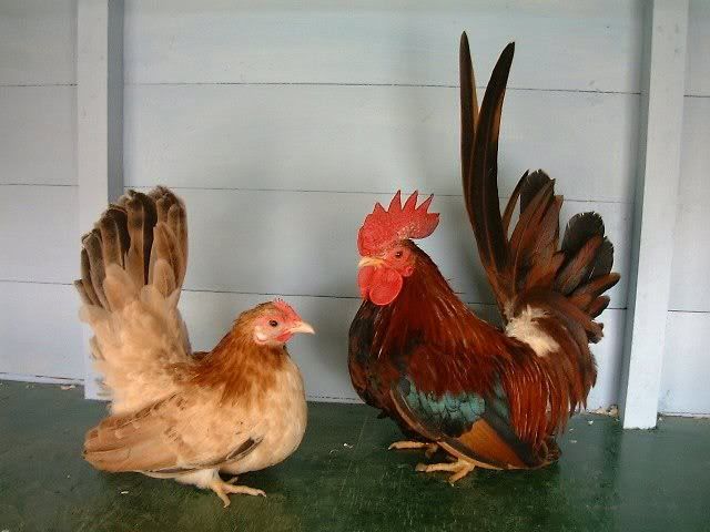 japwheatenpair-1.jpg
