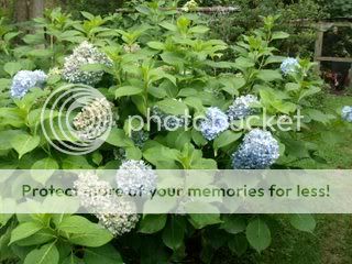 hydrangea.jpg
