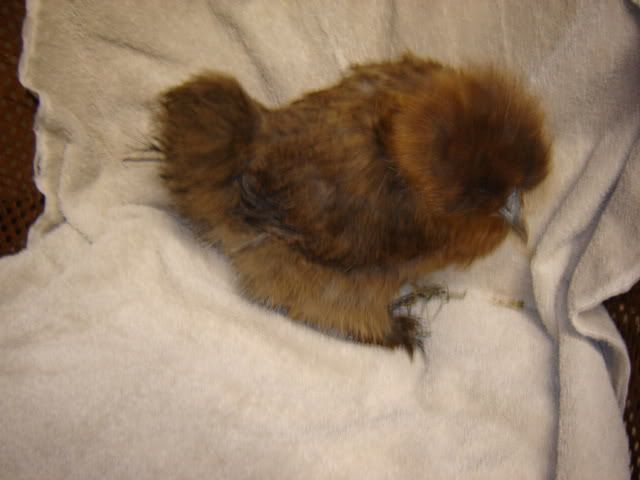 farmanimals006.jpg