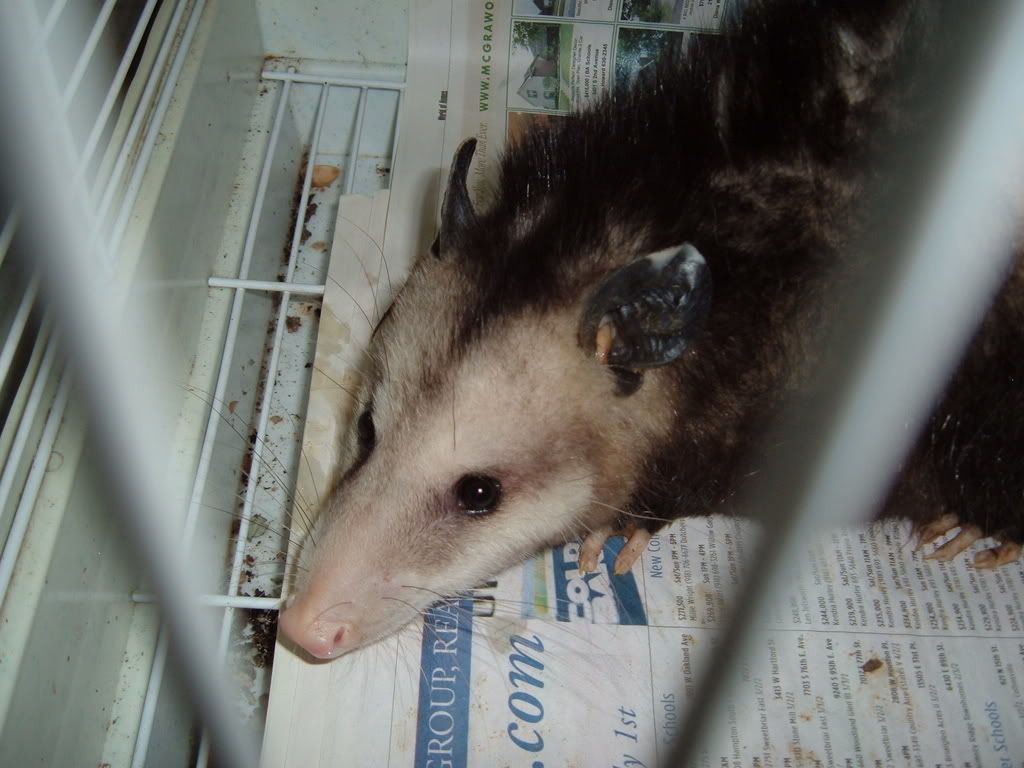 2007_0726POSSUMS0008.jpg