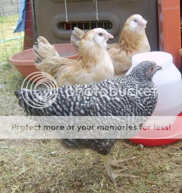 roosters011.jpg