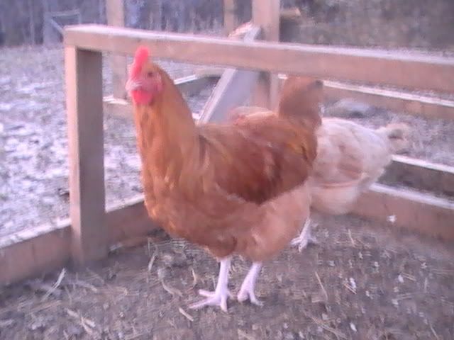 PIC_0232.jpg