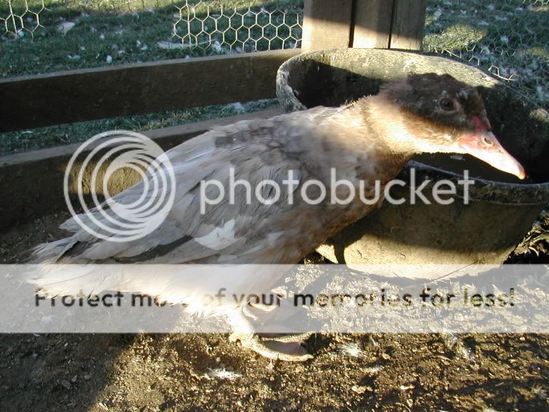 BlueFawnScovy.jpg