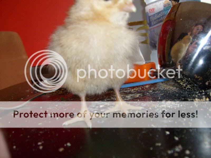 chickensat9months020.jpg