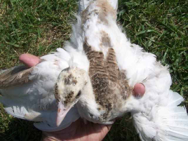 peachicks033.jpg