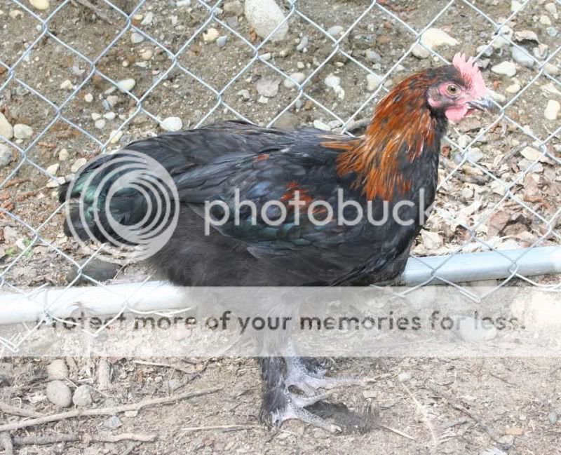 Roo1.jpg