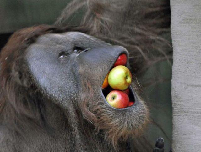 orangutan1449412988884501.jpg