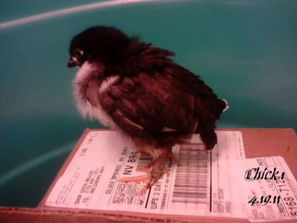 chick1-1.jpg