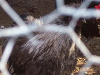 chickens009-2.jpg