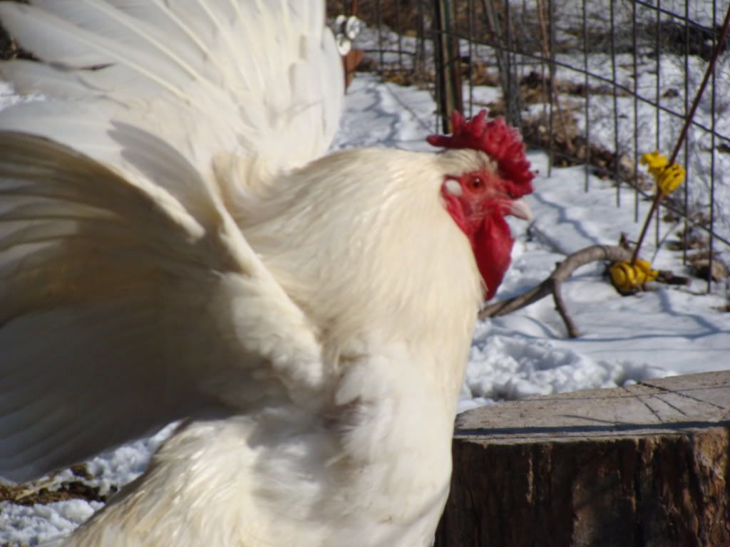 ChickPicks244.jpg