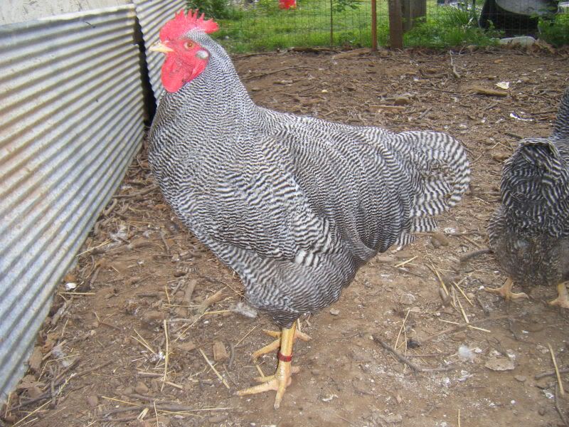 Chickens2154.jpg