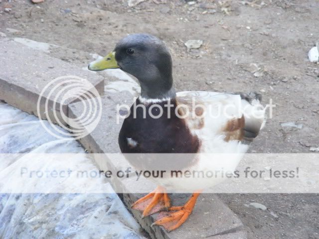 Picture013.jpg