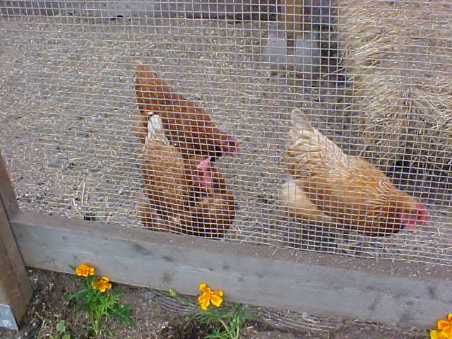 Wantingthatmarigold.jpg