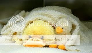 DSC07348.jpg