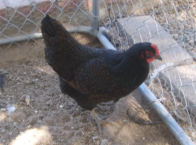 gardenchickens013.jpg