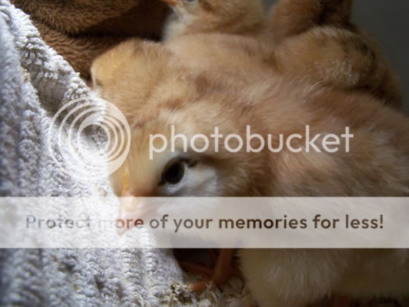 Ourfirsthatchchicks005.jpg