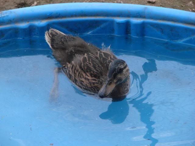 4wkmallard.jpg