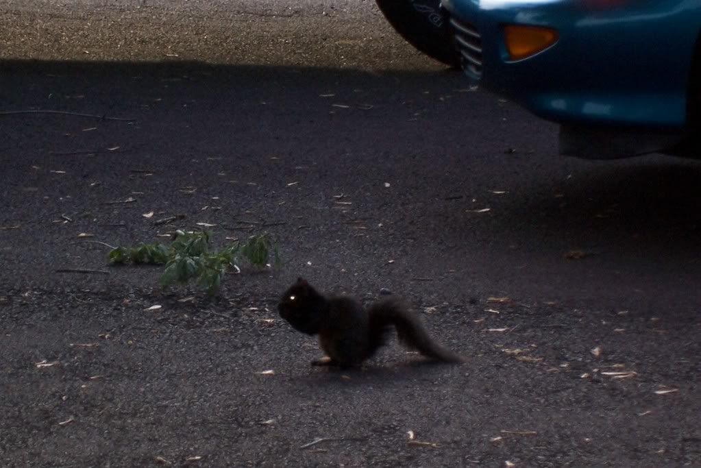 squirrel2.jpg