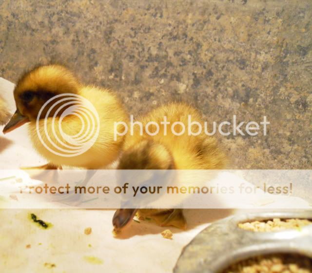 DSCN1374.jpg