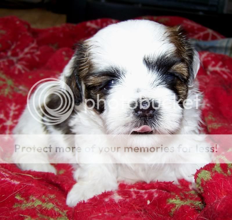 puppyo.jpg