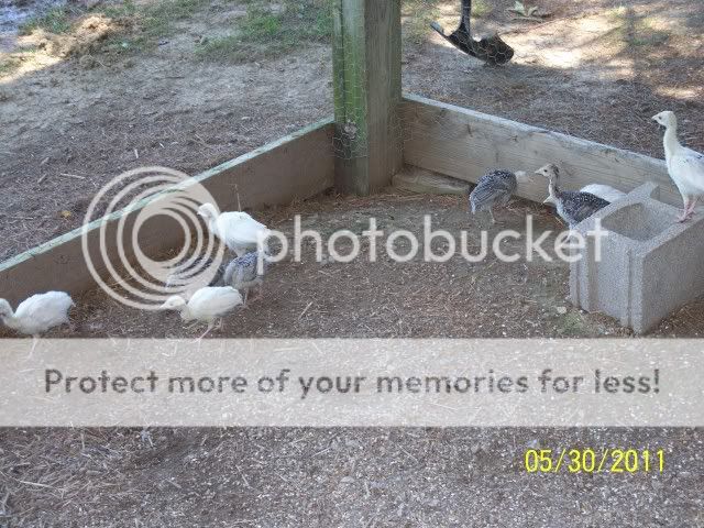 turkeypoults2011pic2.jpg