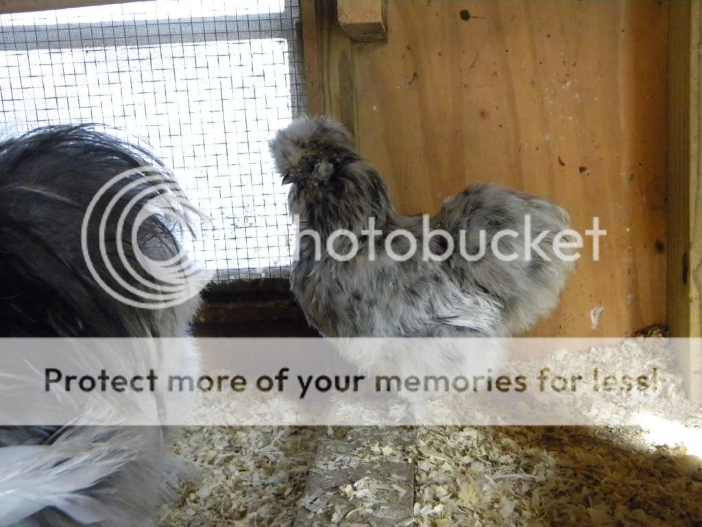 birds011.jpg