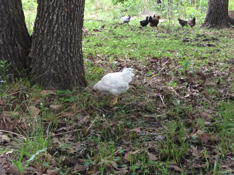 SANY0008.jpg