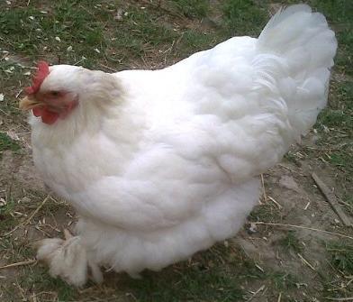 120x120px-LS-7d7a18bc_Fluffy.jpeg